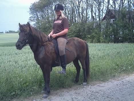 Islænder Litfara fra Gingsholm - 4 år gammelt billede 6