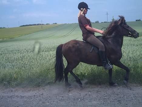 Islænder Litfara fra Gingsholm - Litfara i grissetølt ;) 4 år gammelt billede 7