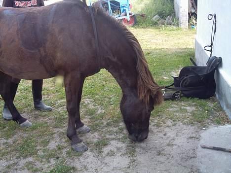Islænder Litfara fra Gingsholm - lige efter rideturen (; billede 8