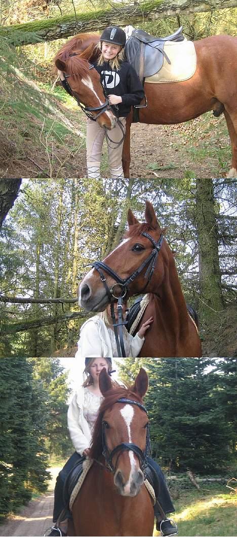 Anden særlig race StaldSakstrup's Dusty...! billede 11