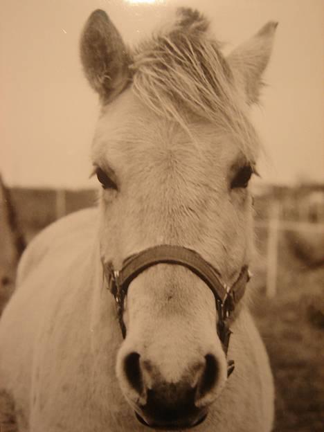 Fjordhest Nikolaj Frøkær *Solgt* billede 1