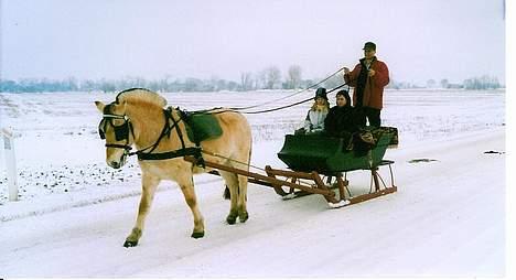 Fjordhest Nikolaj Frøkær *Solgt* billede 2