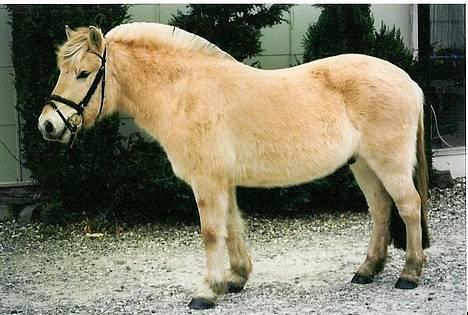 Fjordhest Nikolaj Frøkær *Solgt* billede 3