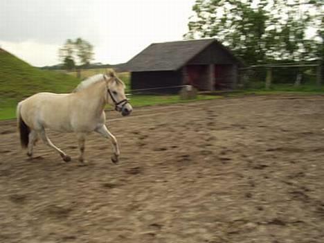 Fjordhest Nikolaj Frøkær *Solgt* billede 5