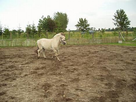 Fjordhest Nikolaj Frøkær *Solgt* billede 6