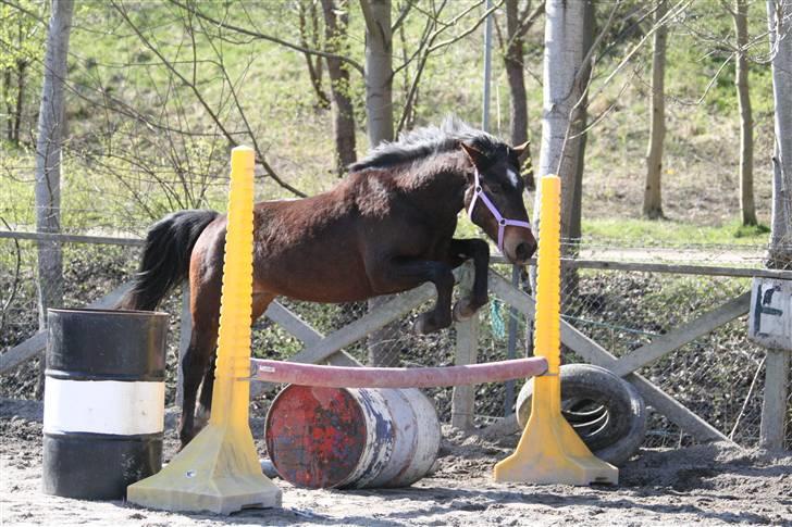 Anden særlig race Chikila - Lidt kan han da springe? :D April 08, foto: mig. billede 8