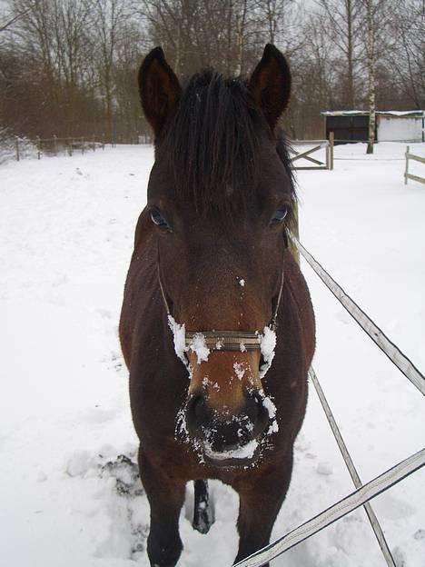 Anden særlig race Chikila - "Mmh , det smager jo næsten som vand !" xb Februar 07 , Foto : Tamiila . Jeg elsker dig Chikila <3 billede 9