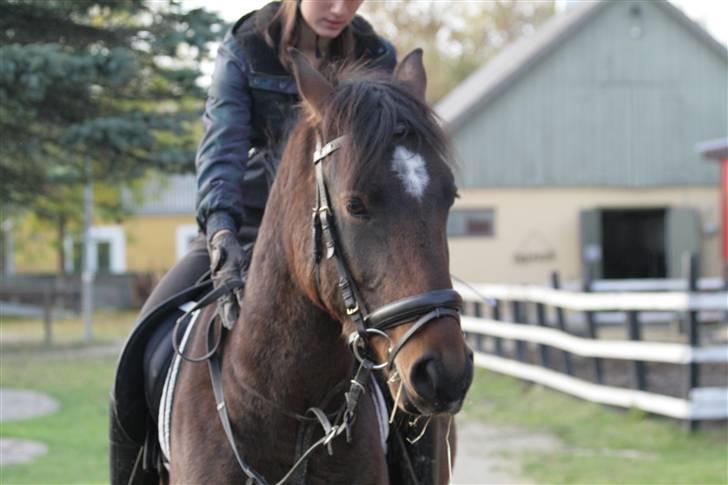 Anden særlig race Chikila - Årh, jeg elsker ham. Han ser så sød ud på det billede :D 20. oktober 2008, foto: Maria Petterson. billede 10