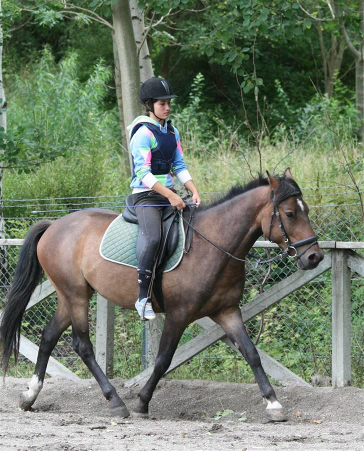 Anden særlig race Chikila - Den er dygtig, den lille fede. Vi arbejder på at han skal forstå mine schenkler nu (: 6. august 2008, foto: Johan. billede 11