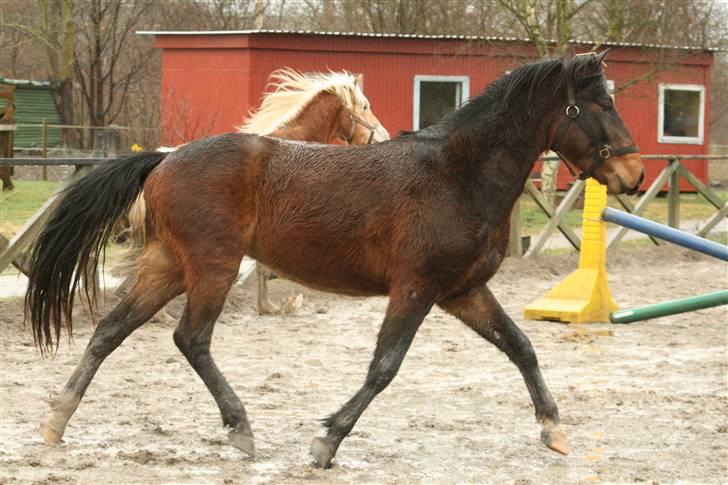 Anden særlig race Chikila - Hej lækre! <3 marts 08, foto: Jyl. billede 12