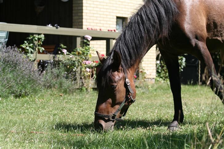 Anden særlig race Chikila - Min højt elskede hest, der nyder græsset i min have :b 31. juli 2008, foto: mig. billede 14