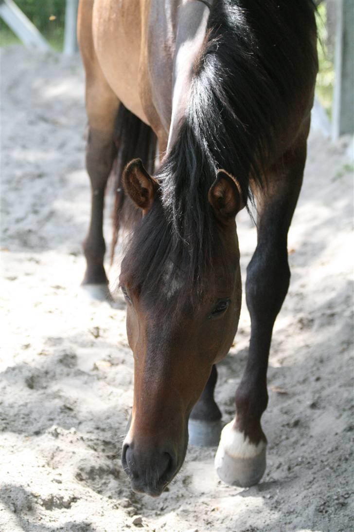 Anden særlig race Chikila - Min hest er fotogen. Fuck hvor jeg elsker den :D 22. juli 2008, foto: mig. billede 15