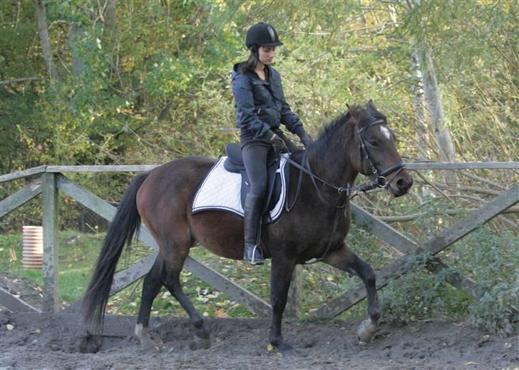 Anden særlig race Chikila - Det går fremad med ridningen :) Taget på vores 3-årsdag, med vores nye sadel :D 20. oktober 2008, foto: Maria Petterson. billede 17