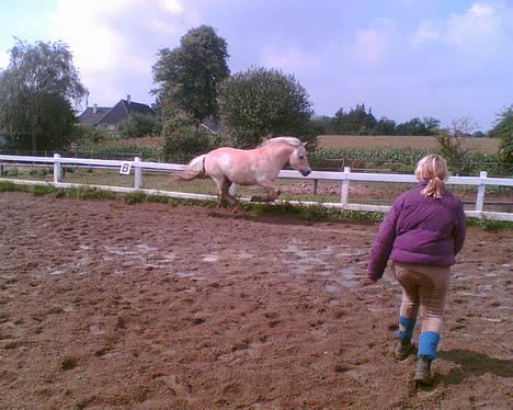 Fjordhest Lasse billede 12