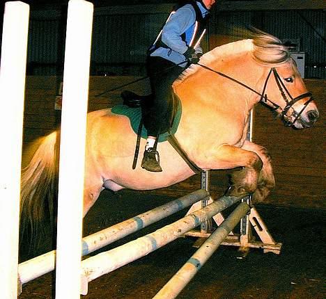 Fjordhest Lasse billede 13