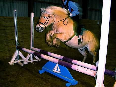 Fjordhest Lasse billede 14