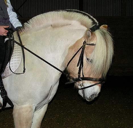 Fjordhest Lasse billede 15