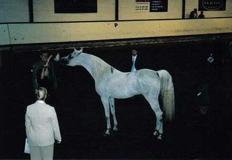 Arabisk fuldblod (OX) Bolero ox *DØD* - Nat. Show 2004 billede 2