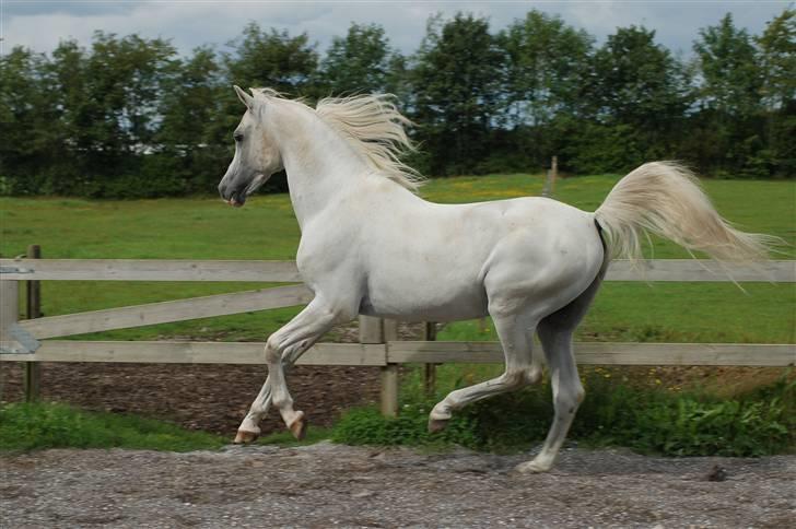 Arabisk fuldblod (OX) Bolero ox *DØD* billede 8
