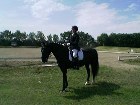 Anden særlig race Pelle billede 5