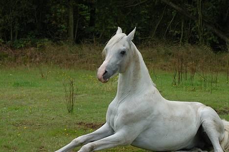Arabisk fuldblod (OX) Bolero ox *DØD* billede 10