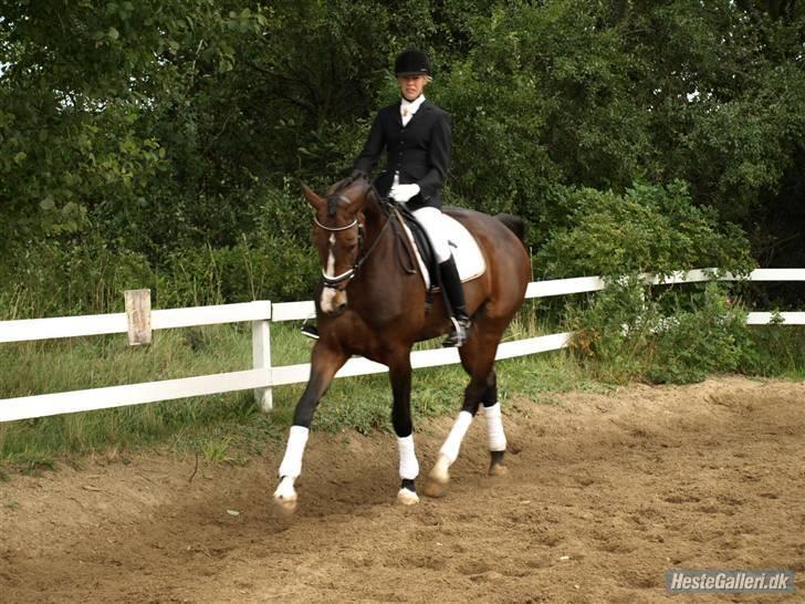Dansk Varmblod Flying dream - Aflivet  - Niels Henrik Christensen (min underviser) I LA4 ved Viborgs C-stævne. billede 4