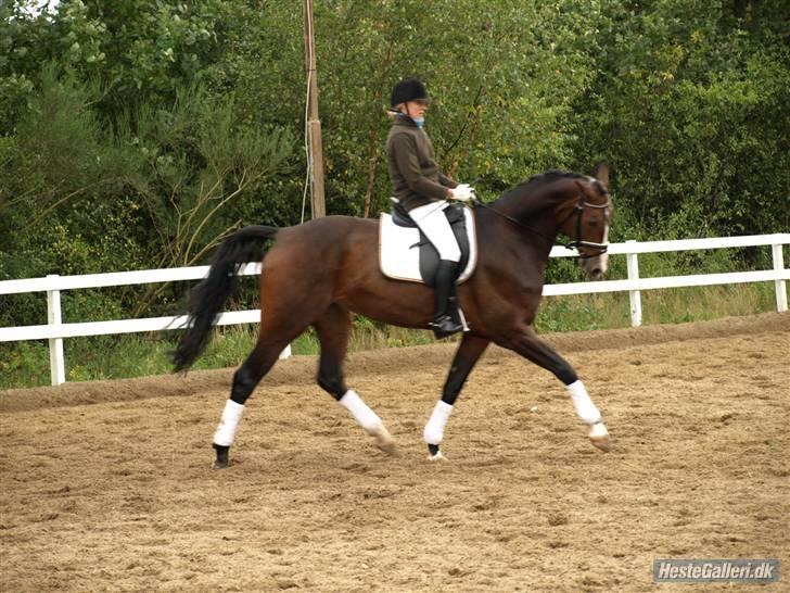 Dansk Varmblod Flying dream - Aflivet  - Niels Henrik Christensen (min underviser) I LA4 ved Viborgs C-stævne. billede 5