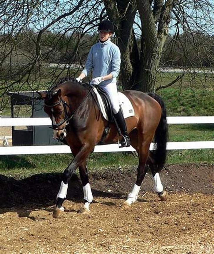 Dansk Varmblod Flying dream - Aflivet  - Ved at skridte til. C-stævne i Viborg. billede 6