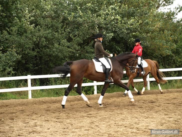 Dansk Varmblod Flying dream - Aflivet  - Træning i sommers.  billede 7