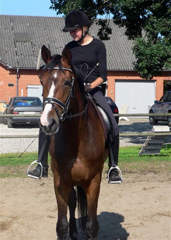 Dansk Varmblod Flying dream - Aflivet  - Dressur kursus. Hos Maria A billede 8