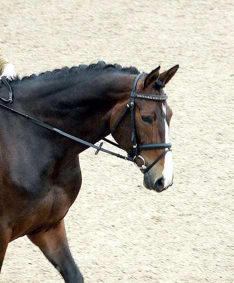 Dansk Varmblod Flying dream - Aflivet  - Til vores første stævne sammen, lige ved at skridte til : ) Foto louise B billede 9