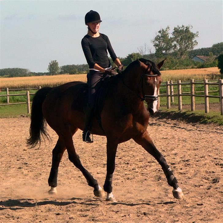 Dansk Varmblod Flying dream - Aflivet  - Dressur kursus. hos maria a billede 10