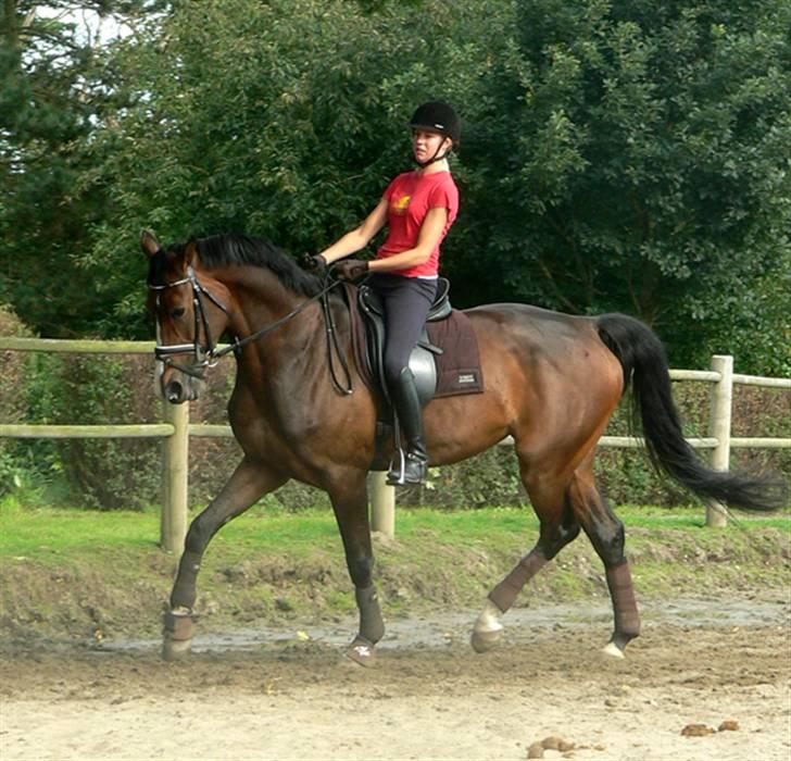Dansk Varmblod Flying dream - Aflivet  - Dressur kursus. hos maria a billede 11