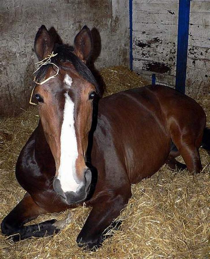 Dansk Varmblod Flying dream - Aflivet  - Foto Louise B. billede 12