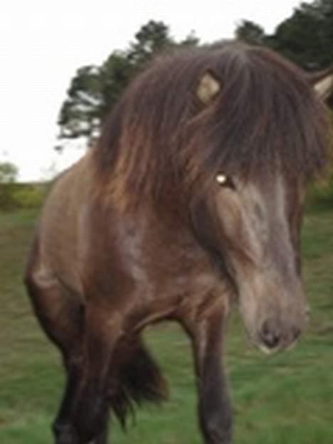 Islænder Krummi fra Støvbogård - Min smukke hest<3 billede 18