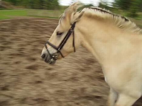 Fjordhest Nikolaj Frøkær *Solgt* billede 8