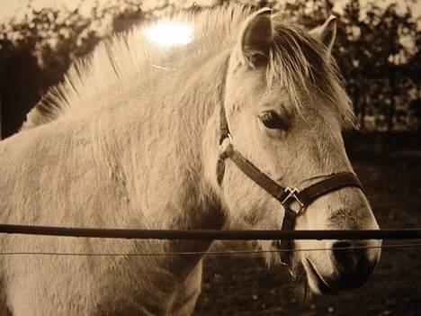 Fjordhest Nikolaj Frøkær *Solgt* billede 9