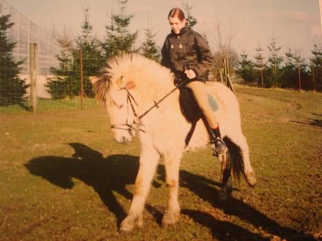 Fjordhest Nikolaj Frøkær *Solgt* billede 10