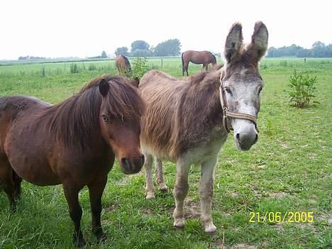 Miniature Krumme - det her min bedste ven.. mogens..=) billede 6