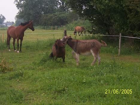 Miniature Krumme billede 8