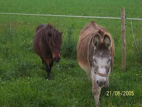 Miniature Krumme billede 9