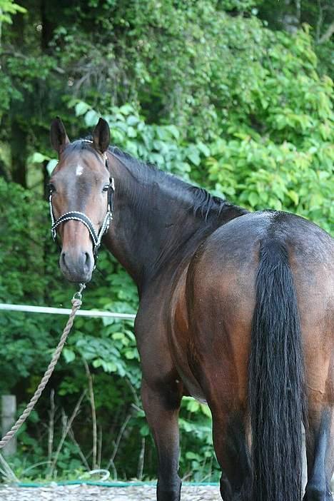 Trakehner MY FAIR TANGO - Tango på hans fødselsdag d. 4/6-06. Han blev 7 år. billede 19