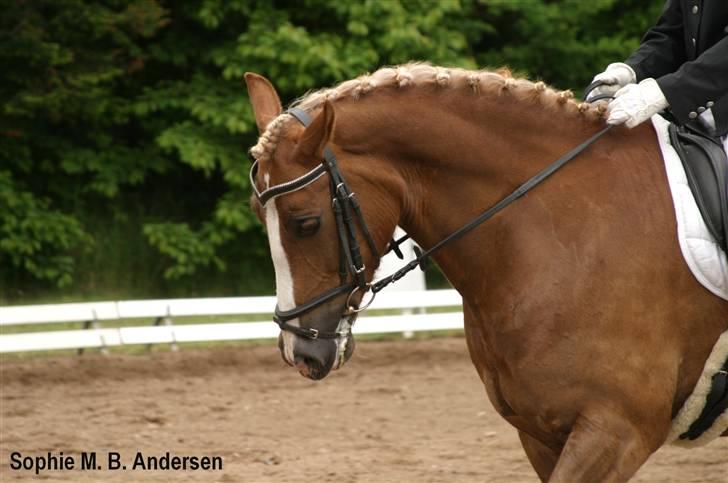 Welsh Cob (sec D) Mondetgårds Lady Duchess - 2.  Lady og mig skridt for længere tøjler.[Morsø] 2007 billede 2