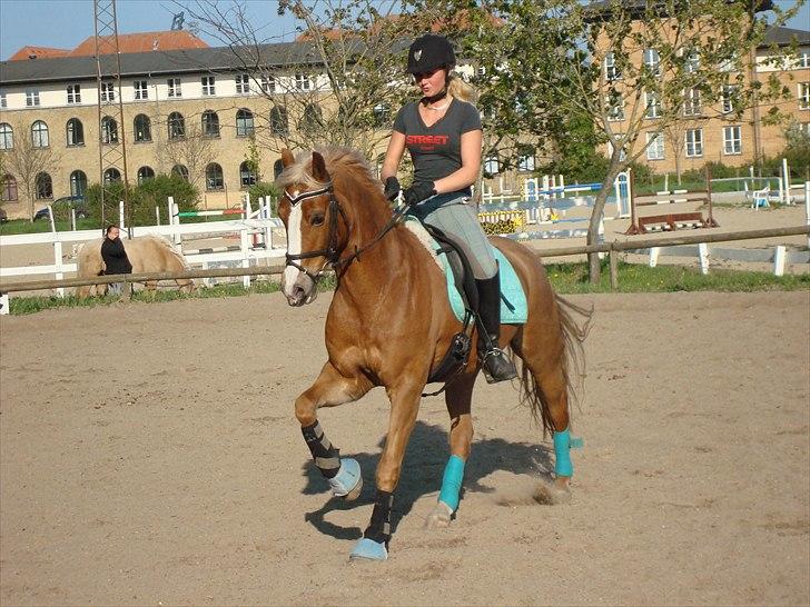 Welsh Cob (sec D) Mondetgårds Lady Duchess - 3.  Lady i galop på sao 5 maj 2011 billede 3