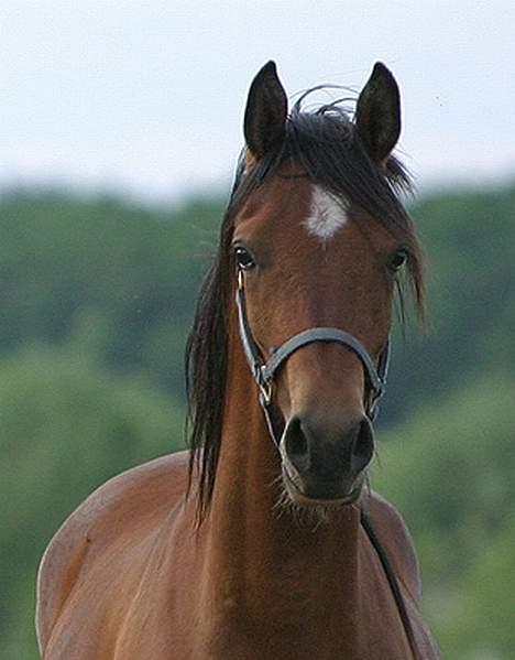 Arabisk fuldblod (OX) Antar El Karmdal *solgt* - Mijn dejlige heeest (: Elsker ham ! billede 13