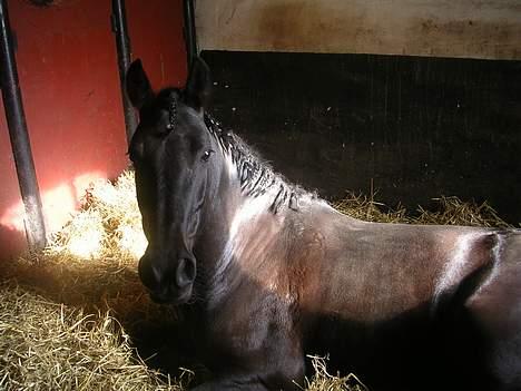 Welsh Pony af Cob-type (sec C) sorte R.I.P :'( :'(  - sorte dagen inde stævne den er lidt træt billede 2