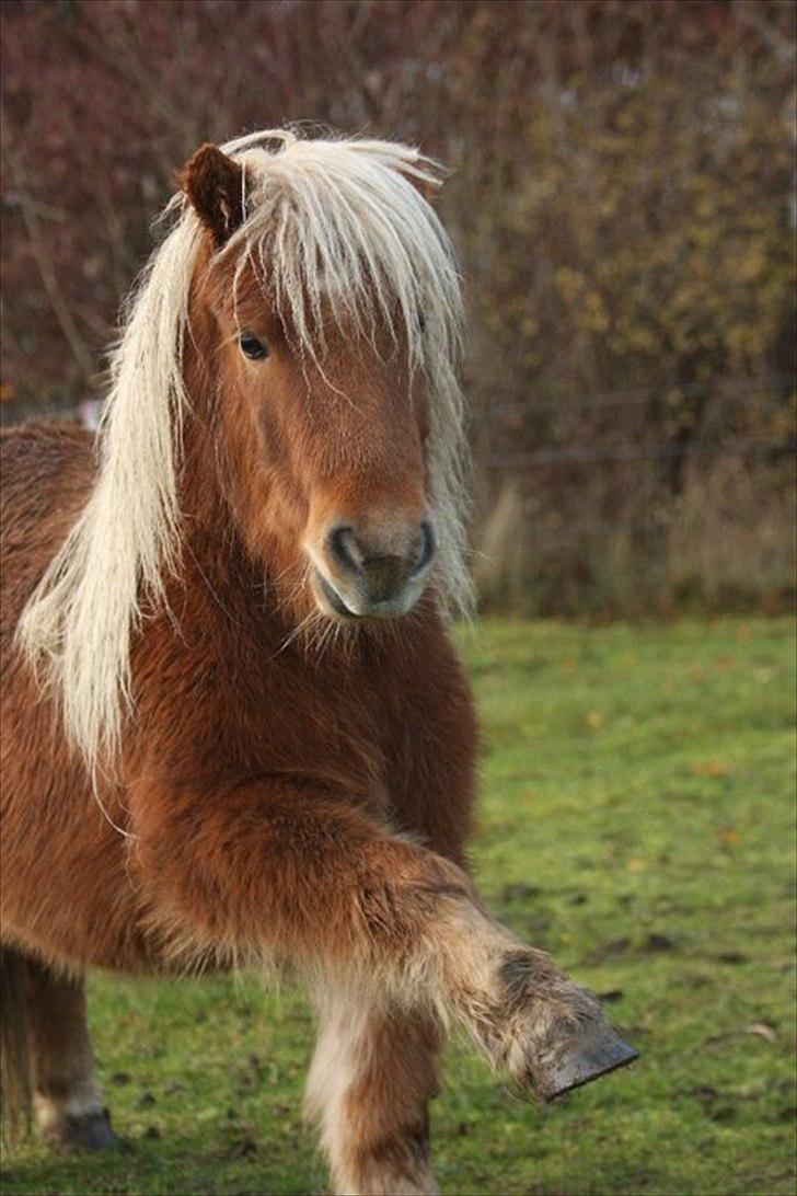 Shetlænder Wisti billede 4