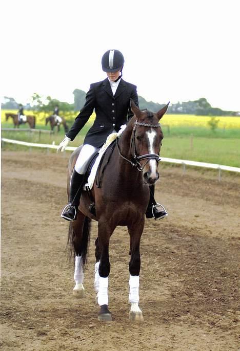 Dansk Varmblod Dinétt Stengaard *SOLGT* billede 7