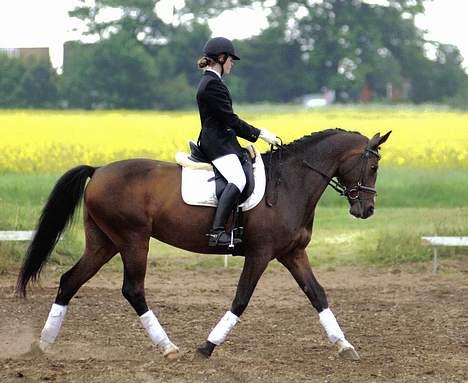 Dansk Varmblod Dinétt Stengaard *SOLGT* billede 8