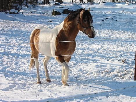 Paint Gamblers watnsee  - vi skifter lige benstilling  billede 2